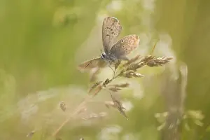 Common Blue (Polyommatus icarus)