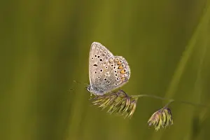 Common Blue (Polyommatus icarus)