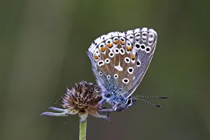 Common blue, (polyommatus icarus)