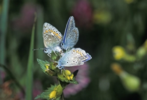 Common Blue Polyommatus icarus Germany