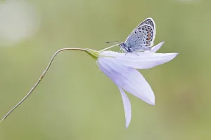 Common Blue (Polyommatus icarus) perched on a Bellflower (Campanula)