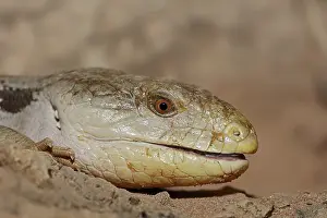 Common blue-tongued skink (Tiliqua scincoides)