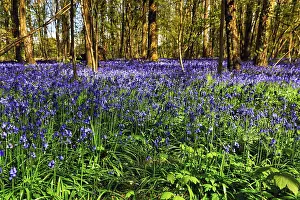 Common bluebell (Hyacinthoides non-scripta)