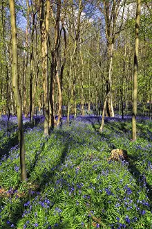 Common bluebell (Hyacinthoides non-scripta)