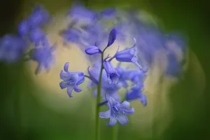 Common bluebell (Hyacinthoides non-scripta)