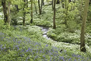 Common bluebell (Hyacinthoides non-scripta) and ramsons (Allium ursinum)