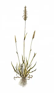Common bog-grass, sweet vernal grass (Anthoxanthum odoratum) or bog-grass for short