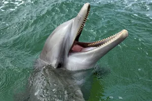 Common Bottlenose Dolphin (Tursiops truncatus)