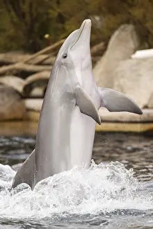 Common bottlenose dolphin (Tursiops truncatus)