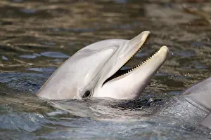 Common bottlenose dolphin (Tursiops truncatus)