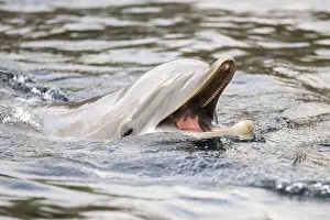 Common bottlenose dolphin (Tursiops truncatus)
