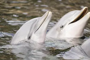 Common bottlenose dolphin (Tursiops truncatus)