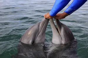 Two Common Bottlenose Dolphin (Tursiops truncatus)