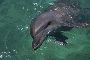 Common Bottlenose Dolphin (Tursiops truncatus) in the harbour of Honiara