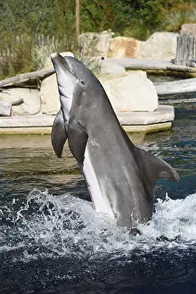 Common bottlenose dolphin (Tursiops truncatus) swimming in the water