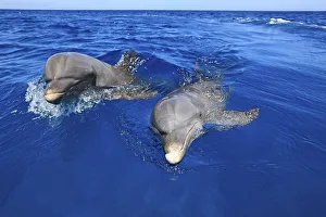 Two Common Bottlenose Dolphins (Tursiops truncatus)
