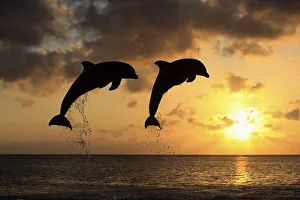 Two Common Bottlenose Dolphins (Tursiops truncatus)