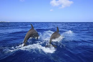 Two Common Bottlenose Dolphins (Tursiops truncatus)