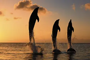 Three Common Bottlenose Dolphins (Tursiops truncatus)