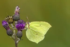 Common brimstone (Gonepteryx rhamni) sitting on a thistle