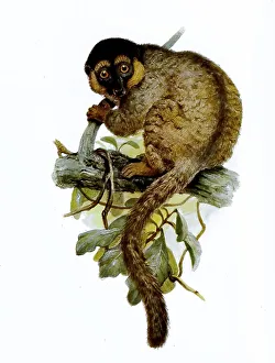 Common brown lemur (Eulemur fulvus)