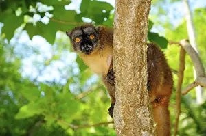 Common brown lemur (Eulemur fulvus mayottensis)