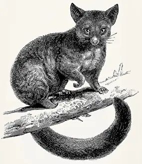 The common brushtail possum (Trichosurus vulpecula)
