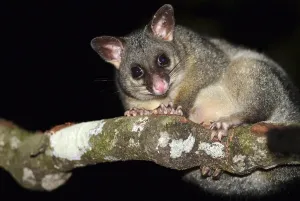 Common Brushtail Possum (Trichosurus vulpecula) sitting on a branch