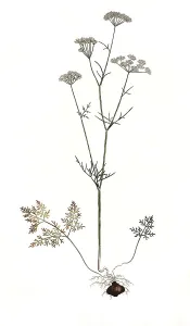 Common bulbous cumin, Bunium bulbocastanum
