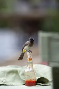 Common Bulbul (Pycnonotus babatus) perched on chili sauce bottle