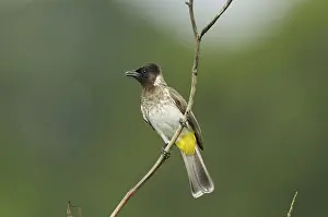 Common Bulbul (Pycnonotus barbatus)