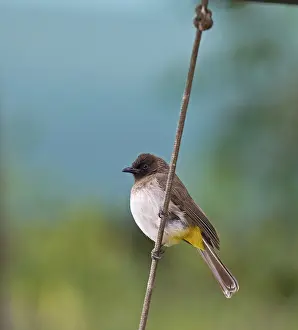 Common Bulbul (Pycnonotus barbatus)