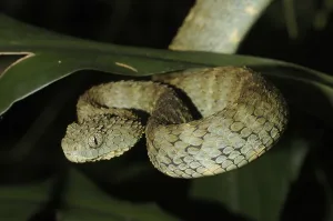 Common bush viper (Atheris squamigera)