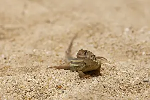 Common butterfly lizard (Leiolepis belliana)