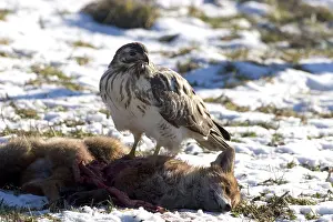 Common buzzard (Buteo buteo)
