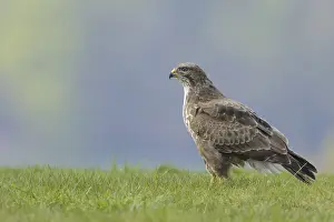 Common buzzard (Buteo buteo)