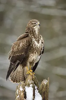 Common Buzzard (Buteo buteo)