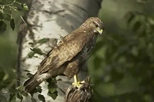 Common Buzzard (Buteo buteo), adult