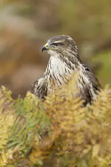 Common Buzzard (Buteo buteo), adult