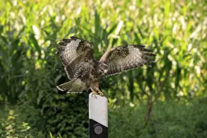 Common buzzard (Buteo buteo), adult on guard post