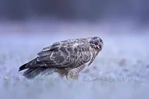 Common Buzzard (Buteo buteo) calling