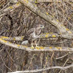 Common buzzard (Buteo buteo) Camouflage