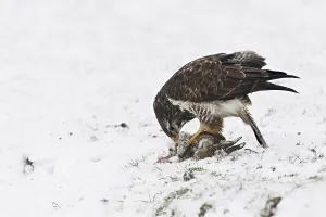 Fascination Winter - Animal Prints: Common Buzzard (Buteo buteo) feeding on dead hare in the snow in winter
