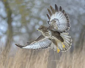 Common buzzard (Buteo buteo) in flight