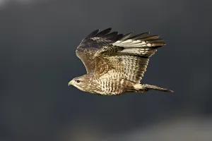 Common buzzard (Buteo buteo), in flight