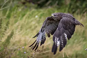 Common buzzard (Buteo buteo) in flight