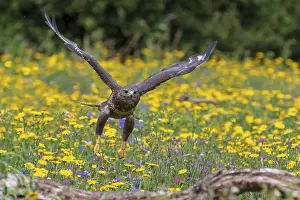 Common buzzard (Buteo buteo) in flight