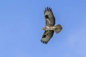 Category Wildlife DE Prints: Common buzzard (Buteo buteo) in flight soaring against blue sky