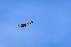 Common Buzzard (Buteo buteo) flying near East Grinstead in West Sussex