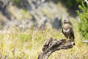 Common buzzard (Buteo buteo) Germany